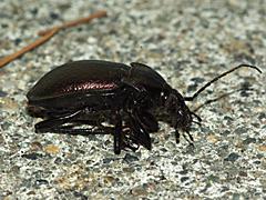 European Ground Beetle
